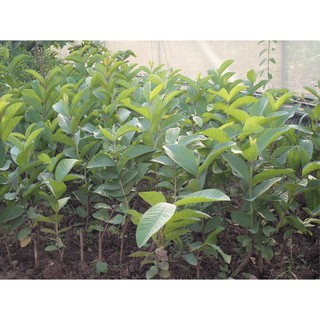cây giống ổi găng