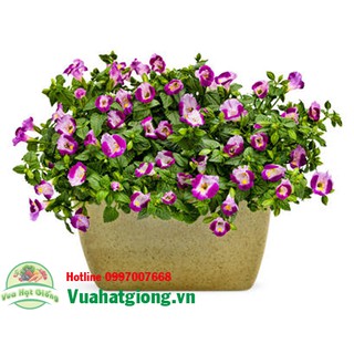 Hạt giống Hoa tô liên - Rau củ quả trồng tại vườn, sân thượng, nông trang, ban công