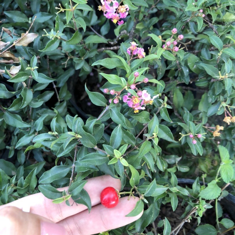 Cây giống Hồng Ngọc Mai - Cherry Thái - sơ ri cảnh - Malpighia glabra - Trái rất ngọt - CayGiongTot