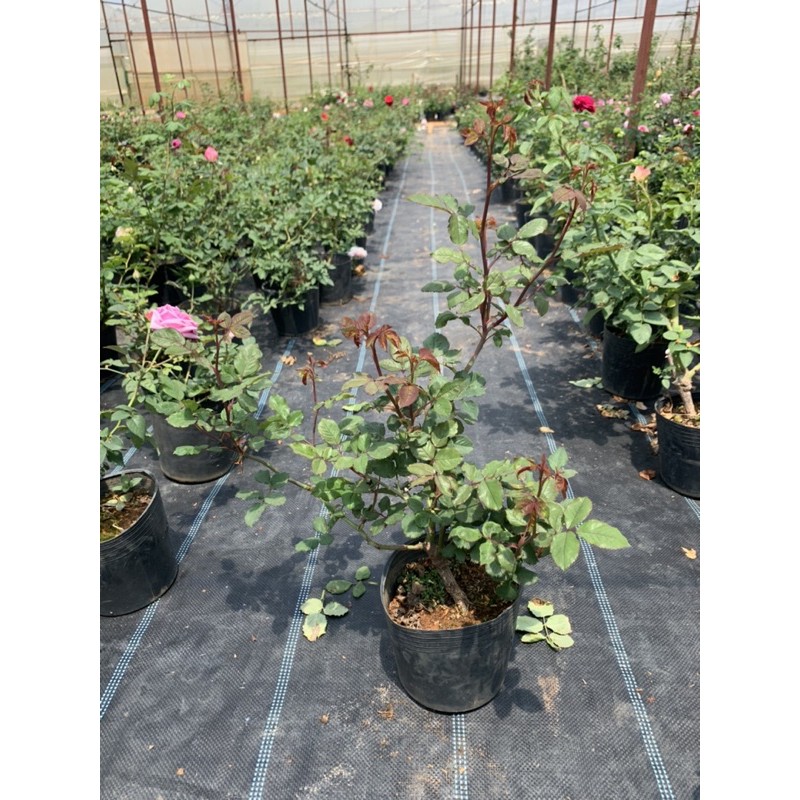 Hoa hồng leo Doctuer Massad - cây nguyên chậu cao 50-60cm. thienan22916