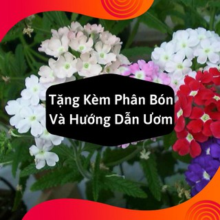 Combo 2 Gói Hạt Giống Hoa Vân Anh