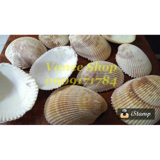 Vỏ sò dương 100gr