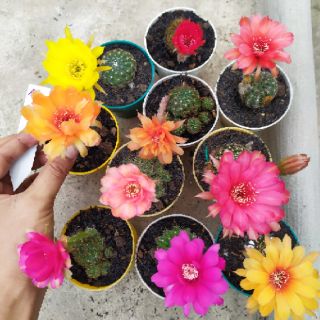 Xương rồng Lobivia (nhiều size, siêng hoa, có hàng sẵn nụ)