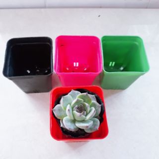 Chậu nhựa cứng 7×7