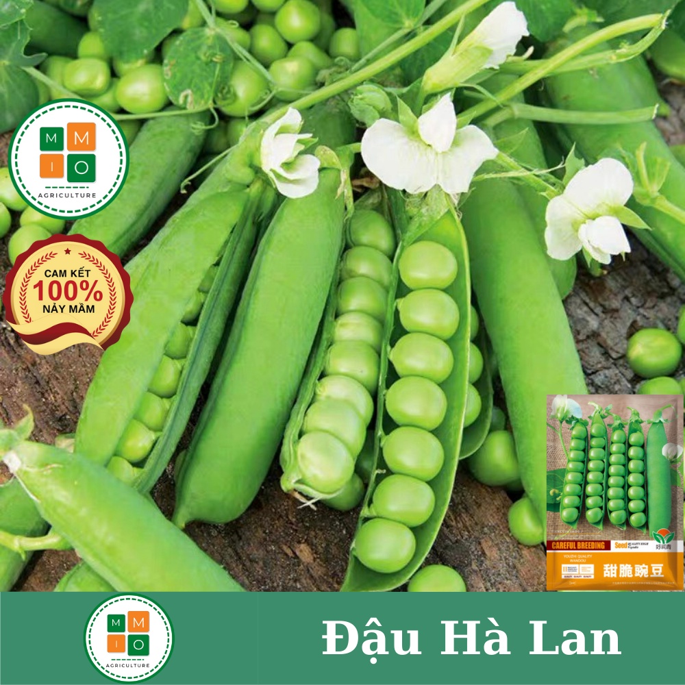 Hạt giống đậu Hà Lan