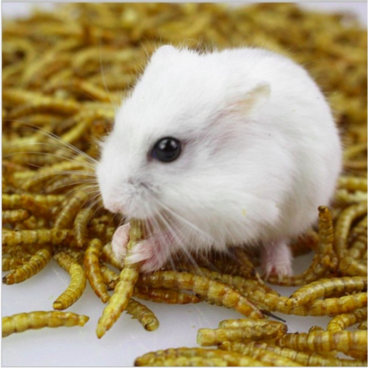 ✅Thức ăn sâu khô rang bơ cho hamster