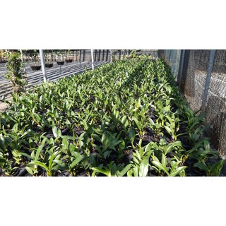 Lan Kiều Vuông Lộc Bắc