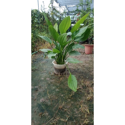 Cây hoa bách thủy tiên đơn