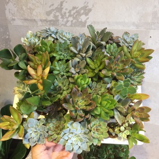 42 cây sen vỉ nhiều loại