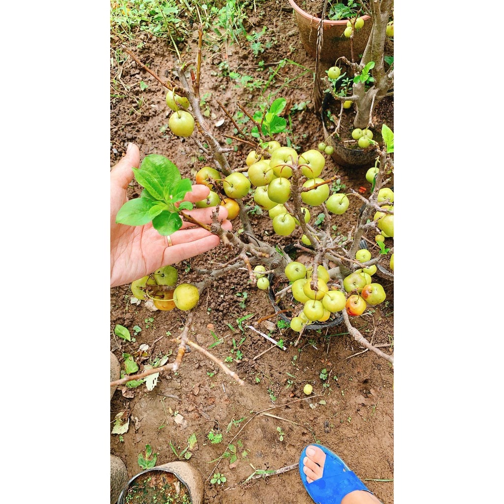 CÂY GIỐNG TÁO MINI NHANH RA TRÁI