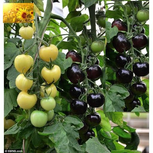 Hạt Giống Cà Chua Đen Siêu Quả  - Dinh Dưỡng Cao,Năng Suất - MUA 3 TẶNG 1 CÙNG LOẠI