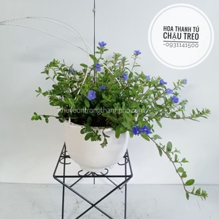 Hoa thanh tú chậu treo