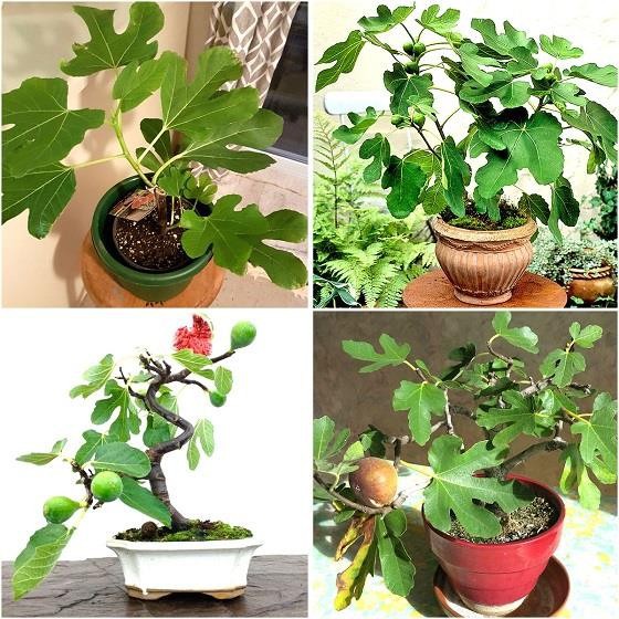 Hạt giống Sung ngọt Mỹ gói 10 hạt - tặng kèm 3 viên nén ươm hạt - HGT