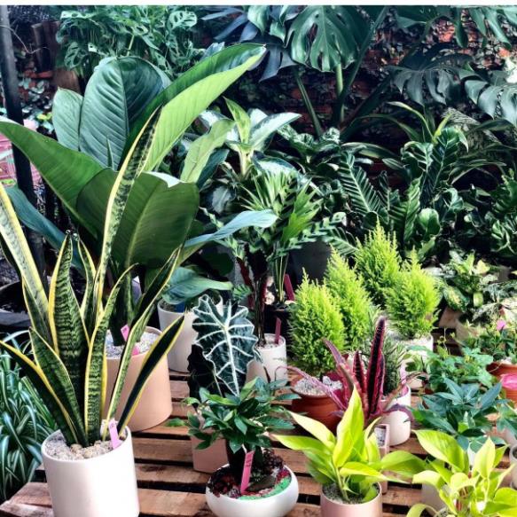 Phân Bón NPK MINRO 30-9-9 (1KG) Phát triển thân lá cành