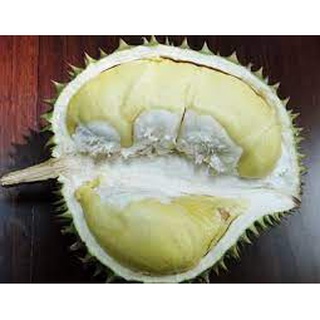 Cây giống sầu riêng chuồng bò