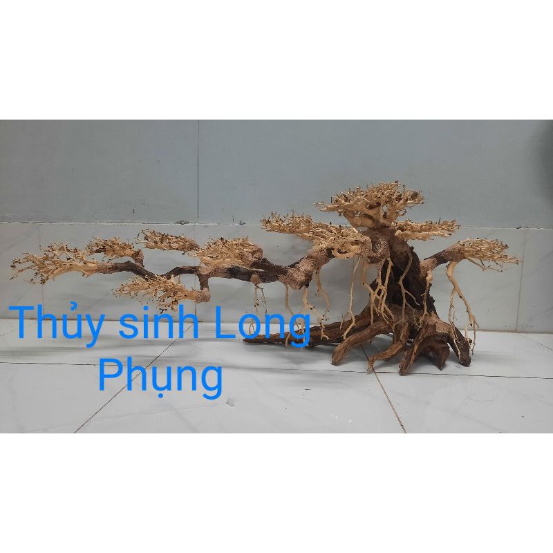 Lũa bonsai số 8