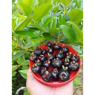 Cây giống cherry Brazil
