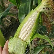 Hạt giống Ngô Nếp 20 Hạt