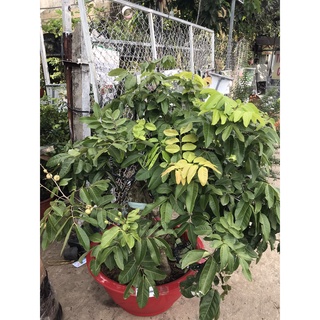 Cây Nhãn Quế (trồng chậu siêu sớm)