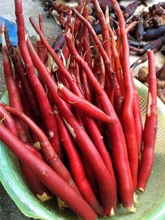 Sâm cau rừng khô đẹp 500g