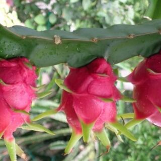 Combo 2 cây thanh long ruột đỏ