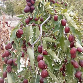Táo đỏ - Hồng táo