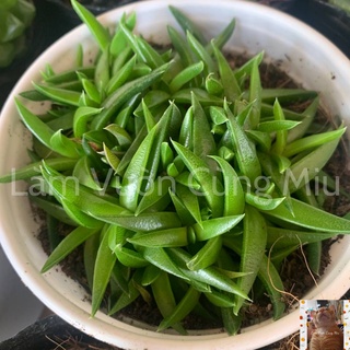 Sen Đá Cỏ Ngọc 🌿🌿🌿 Size Bầu - Trung