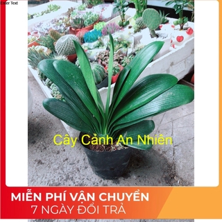 Lan quân tử