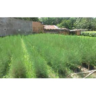 COM BO 2 CÂY GIỐNG PHI LAO