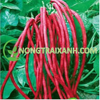 15GR - HẠT GIỐNG ĐẬU ĐŨA NGỒI ĐỎ/ ĐẬU ĐŨA LÙN ĐỎ