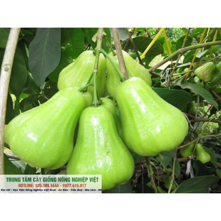 Cây giống Roi Xanh