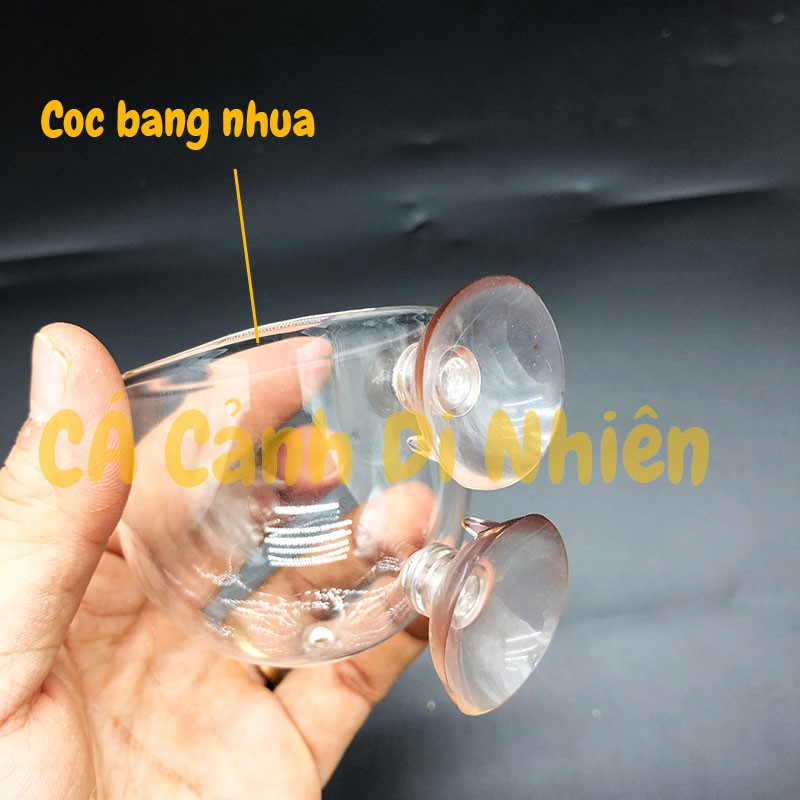 CỐC THỦY TINH có giác hút trồng cây thủy sinh trên thành kính hồ cá cốc trồng cây