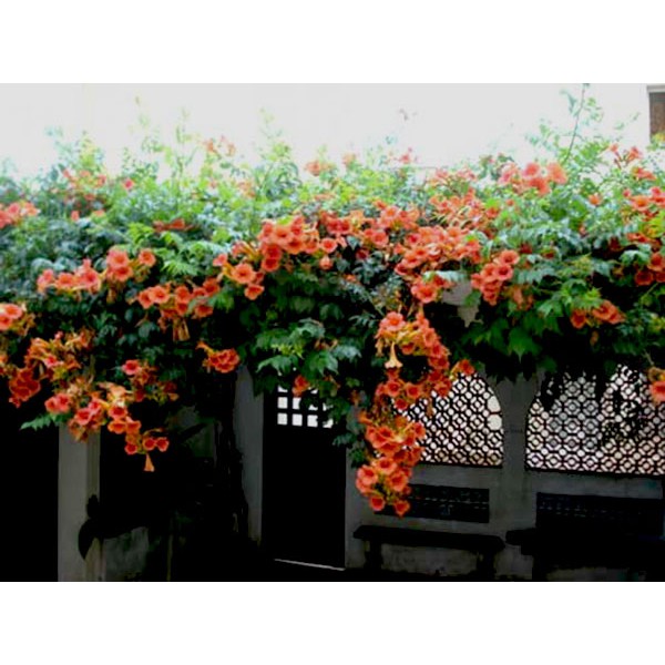 Cây đăng tiêu leo giàn chống nắng - Cây leo có hoa chùm - Campsis grandiflora - Trang Flower