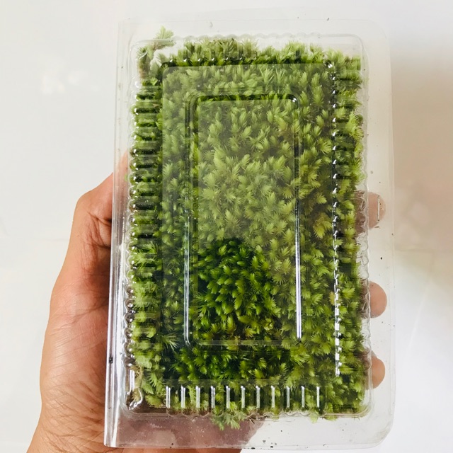 Rêu Cushion ( Cushion moss) hộp 10cm x 15cm