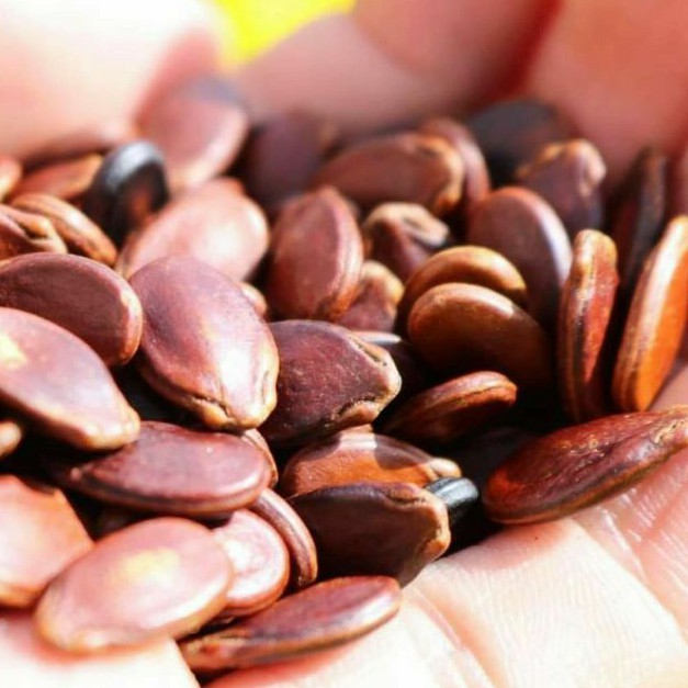 HẠT DƯA NHỎ KHÔNG MÀU LOẠI NGON
