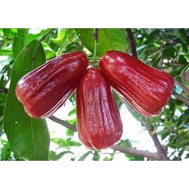 Cây Giống Mận An Phước