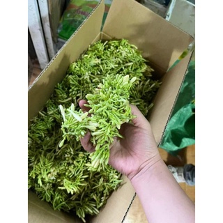 hoa đu đủ đực tươi