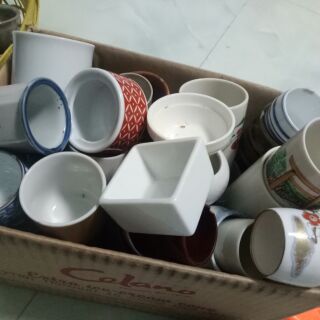 Chậu ly sứ trồng sen đá, xương rồng