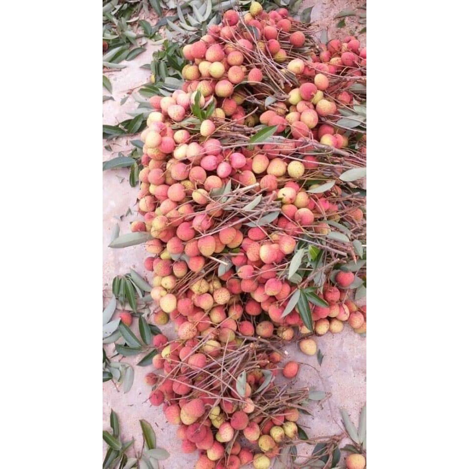 VẢI SẤY KHÔ BẮC GIANG LOẠI NGON túi 500gr