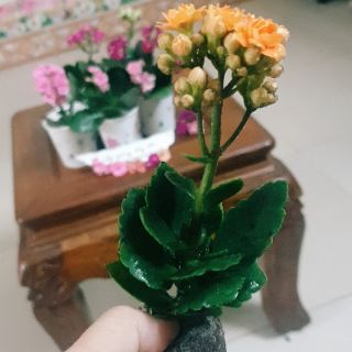 Cây con giống sống đời kép nhiều màu