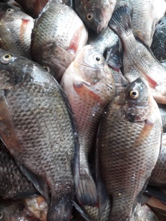 Combo 2kg Khô cá phi