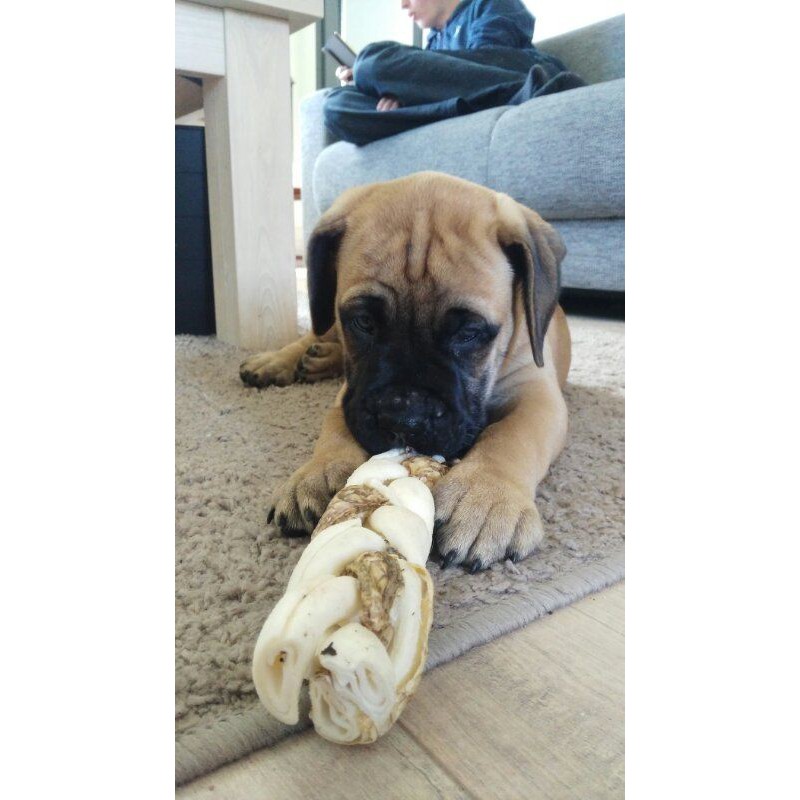 Rocco thanh gặm từ Da Bò &amp; Cá làm sạch răng miệng và massage nướu cho chó size nhỡ to &gt; 10KG