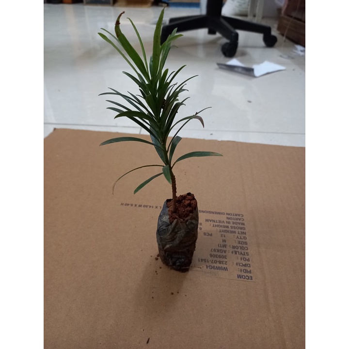 COBOM 10 CÂY GIỐNG TÙNG LA HÁN- VẠN NIÊN TÙNG BONSAI