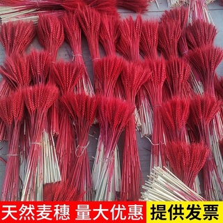 bông lúa mạch khô nhiều màu