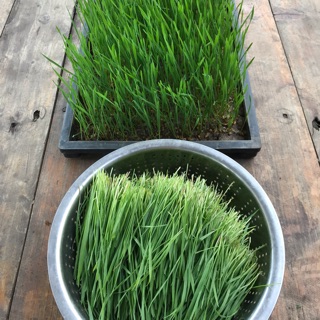 Hạt giống cỏ lúa mì