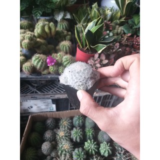 sương rồng mini cực cute tự chọn