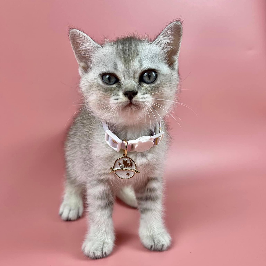 Phụ Kiện Thú Cưng Vòng Vải Mặt Charm Độc Đáo Cho Chó Mèo