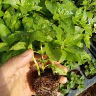 Rau Húng Tây cây giống