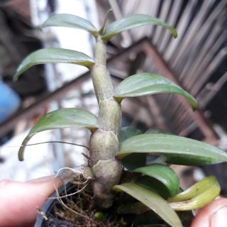Phong lan di linh nù tam bố