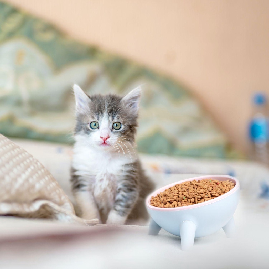 Tô Đựng Thức Ăn Nước Uống Dành Cho Mèo Zaijie 24